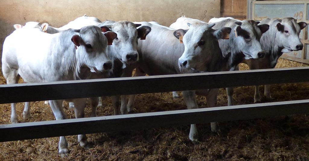 Agriturismo La Sforzata Collegno Dış mekan fotoğraf